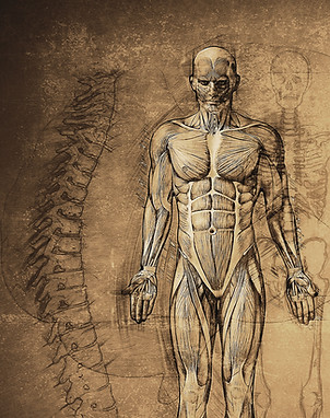 Anatomy Drawing